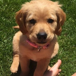 Meet your Posher, Olivia